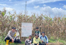 Dukung Ketahanan Pangan Nasional, Polres Pagar Alam Panen Raya Jagung Ayam