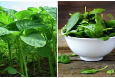 Wajib Tahu! 7 Manfaat Bayam untuk Kesehatan Tubuh