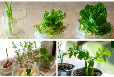 Tak Perlu Beli Bibit! 10 Sayuran Ini Bisa Ditanam dari Sisa Dapur