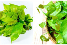 Kaya Nutrisi! Inilah 5 Manfaat Daun Melinjo dan Efek Sampingnya