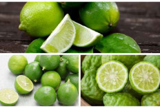 Patut Dicoba! Inilah 7 Manfaat Jeruk Limau untuk Kesehatan