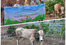 PT Pegadaian Cabang Lahat Salurkan Bantuan Qurban untuk Santri di Pagar Alam