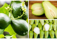 Ketahuilah! Manfaat Labu Siam untuk Kesehatan Tubuh