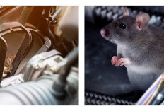 Waspada! Ini Cara Mencegah Tikus Masuk Mobil dan Hindari Biaya Perbaikan yang Mahal