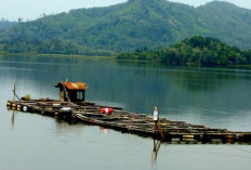 Menawan: Danau Siais di Tapanuli Selatan