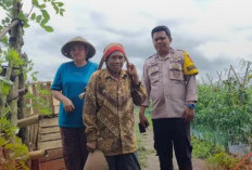 Polisi Turun ke Lahan, Panen 2 Ton Tomat di Pagar Alam