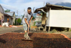 Dihantam Hujan Es, Hasil Panen Turun – Harga Anjlok