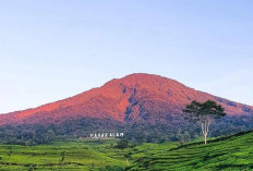 Melihat Keindahan Panorama Kebun Teh Gunung Dempo, Dah Pernah Kesini Belum?