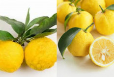 Buah Yuzu, Jeruk Dari Jepang Yang Kaya Manfaat Untuk Kesehatan!