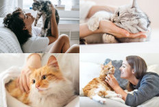Mau Anabul Sehat? Lakukan 5 Tips Penting Untuk Menjaga Kesehatan Kucing Anda