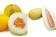 7 Manfaat Timun Suri untuk Kesehatan Tubuh 