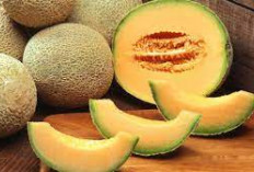 Pernah Coba? Ini 5 Keajaiban Warna dan Manisnya Buah Melon Dalam Setiap Gigitan!