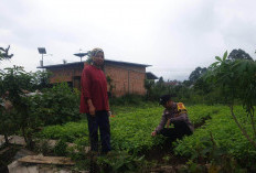 Polres Pagar Alam Aktif Monitoring Pekarangan Bergizi Warga