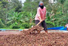 Kopi Mahal, Petani ‘Dihantui’ Kecemasan 