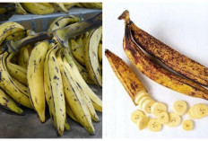 Tak Hanya Nikmat! Inilah 6 Manfaat Pisang Tanduk bagi Kesehatan