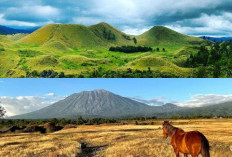 Kenapa Taman Nasional Baluran Dijuluki 'Afrika van Java'? Begini Cara Menjelajahinya!