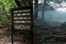 Banyak Menyimpan Misteri, Aokigahara Mengungkap Misteri di Balik Hutan Bunuh Diri Jepang!