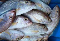 Apa Benar Ikan Kakap Itu Mempunyai Banyak Manfaat? Yuk Simak Ini 5 Rahasia Kesehatan Sebagai Sumber Mineral