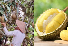 Yuk Nikmati liburan Kalian Di Cilacap wisata Taman Durian Yang Menarik! 