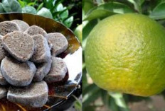 Makanan Khas Garut, Ada Jeruk Garut Yang Bikin Nagih!