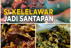 Makan Olahan Kelelawar? Makanan Tradisional Minahasa yang Dianggap Hidangan Lezat. 