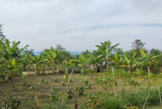 Kemarau Panjang, Ancam Gagal Panen