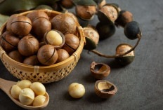 Menyelami Dunia Kacang! Yuk Simak 5 Macademia Makanan Ringan Yang Menawarkan Banyak Manfaat
