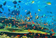 Permata Tersembunyi Di Maluku: Keajaiban Alam Bawah Laut Pulau Hatta