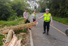 Hambatan Pohon Tumbang Berhasil Diatasi 