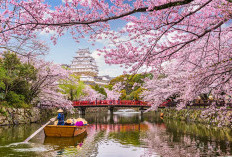 Bunga Sakura Simbol Keindahan Dan Makna Yang Dalam Bagi Masyarakat, Di  Jepang 