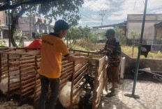 Warga Mulai Berburu Hewan Qurban