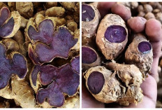 Wajib Diketahui! 5 Manfaat Kunyit Hitam bagi Kesehatan