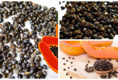 Wajib Kalian Tahu! 5 Rahasia Nutrisi Tersembunyi Keajaiban Kesehatan Dalam Biji Pepaya