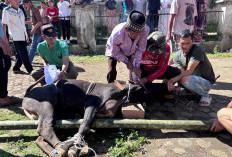 Kebersamaan Warnai Idul Adha di Dusun Pelang Kenidai