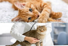 Pecinta Kucing Wajib Tahu! Berikut Inilah 7 Tips Cepat Menangani Keracunan Pada Kucing