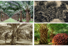 Dari Empat Biji, Indonesia Menjadi Raja Kelapa Sawit Dunia 