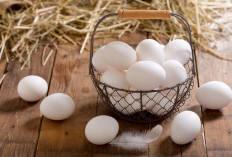 5 Manfaat Telur Ayam Kampung Untuk Kesehatan Jantung Perlindungan Yang Alami