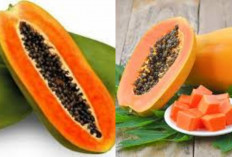 Segar dan Menyehatkan! Inilah Manfaat Pepaya Yang Jarang Diketahui Unutk Kesehatan 