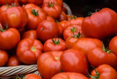 Wow Ini Dia, 5 Serat Makanan Dalam Tomat Mendukung Sistem Pencernaan