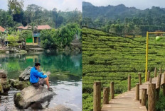 Mengunjungi Majalengka, Nikmati Keindahan Bukit Mercury dan Teras Sawah Panyaweyan