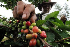 Harga Kopi Tembus Rp72 Ribu