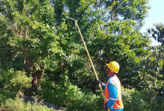Jaga Pasokan Tetap Aman, PLN Pagaralam Rutin Bersihkan Jaringan Kabel Listrik 