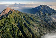 Melihat Misteri Flora dan Fauna, Keajaiban Keanekaragaman di Lereng Gunung