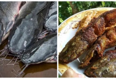 Jarang Diketahui! 4 Manfaat Ikan Lele untuk Kesehatan 