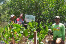 Tanam 3.750 Mangrove di Pulau Rambut