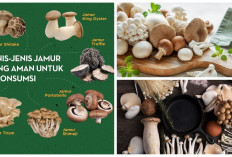 Wajib anda Ketahui! Jenis Jamur yang Bisa Dimakan dan Menyehatkan Tubuh