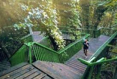 Tempat Wisata Yang Nyaman Untuk Rekreasi Bersama Keluarga: Forest Walk Babakan