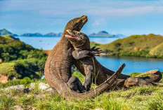 Ini Pesona Wisata Taman Nasional Komodo