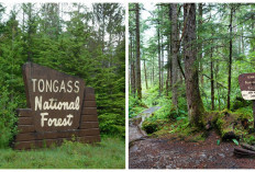 Hutan Tongass Alaska, Permata Ekologi yang Terancam Punah, Ini Penjelasan Lengkapnya!