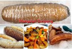 Kering dan Basah? 2 Cara Memasak dan Mengolah Teripang
